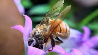 تربية النحل في الأردنوتسلسل مواسم العسل في الأردن  المحاضر ابو محمد الداعور