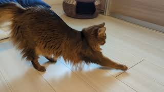 【814日目】のびーからのスルー #ソマリ #cat by カレンと僕 35 views 2 weeks ago 14 seconds