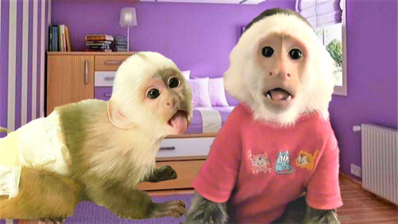 BABY MONKEY Learning to Play with Big Sister!  😲