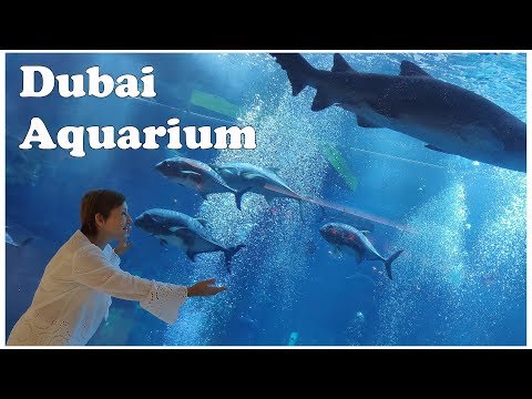Video: Oceanarium v Dubai Mall: opis, značilnosti, zanimiva dejstva in ocene