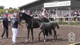 NF067 Hengstfohlen von Calido I   Limbus   Grundyman xx Apple Geräte HD Höchste Qualität