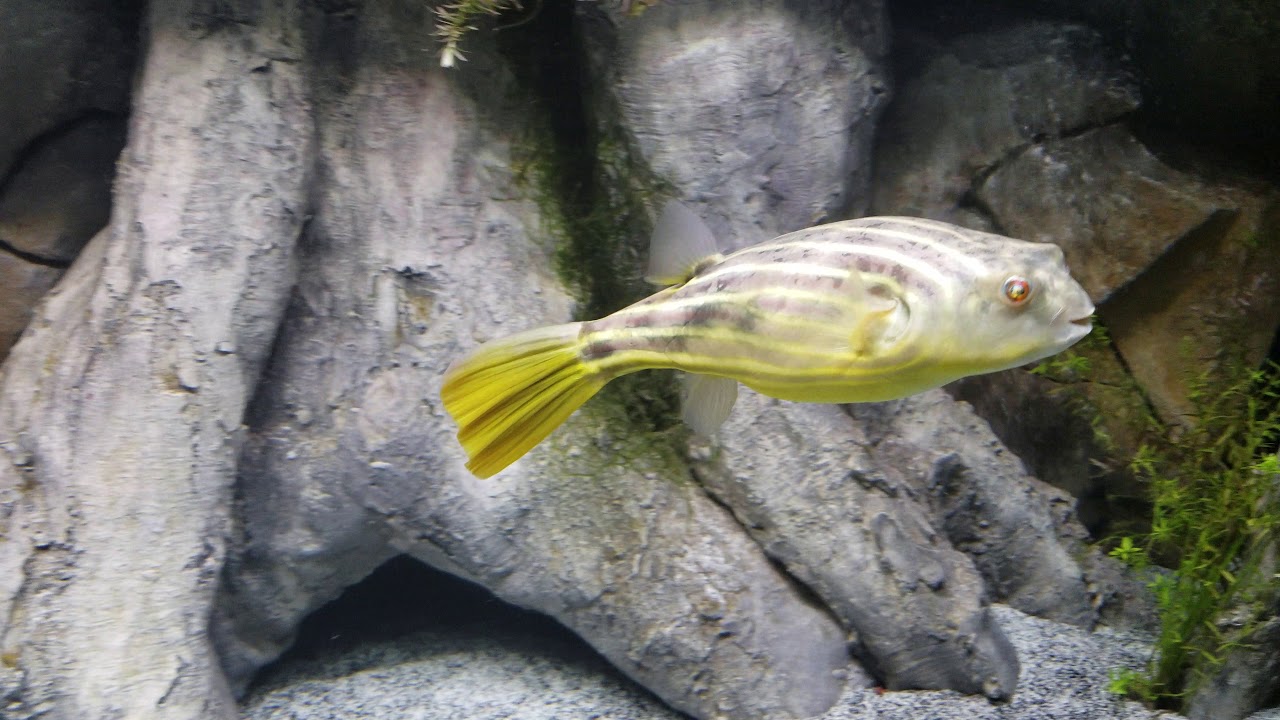 something in the way she moves Fahaka puffer out and about