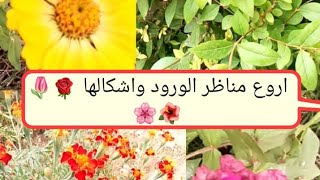 اجمل انواع الورود/ مناظر طبيعية للورود الرائعة 