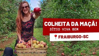 Colheita da Maçã Sítio Viva Bem-Fraiburgo SC