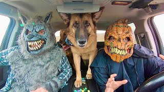 Wolf Surprises Dogs With Dancing Car Ride!