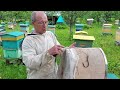 Пчеловодство №127 Как сделать роевню своими руками?