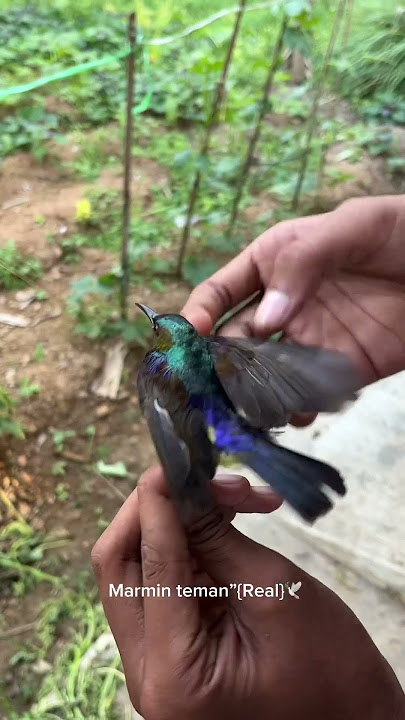 Wahyan is getting more and more crazy about #chirpingbirds, man, he keeps inviting me to #hunt #b...