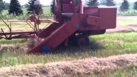 Allis-Chalmers WD and All-Crop Harvester combining wheat