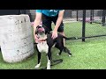 Dog Adopted KC Pet Project S Fennel Dog Adopted KC Pet Project S Fennel