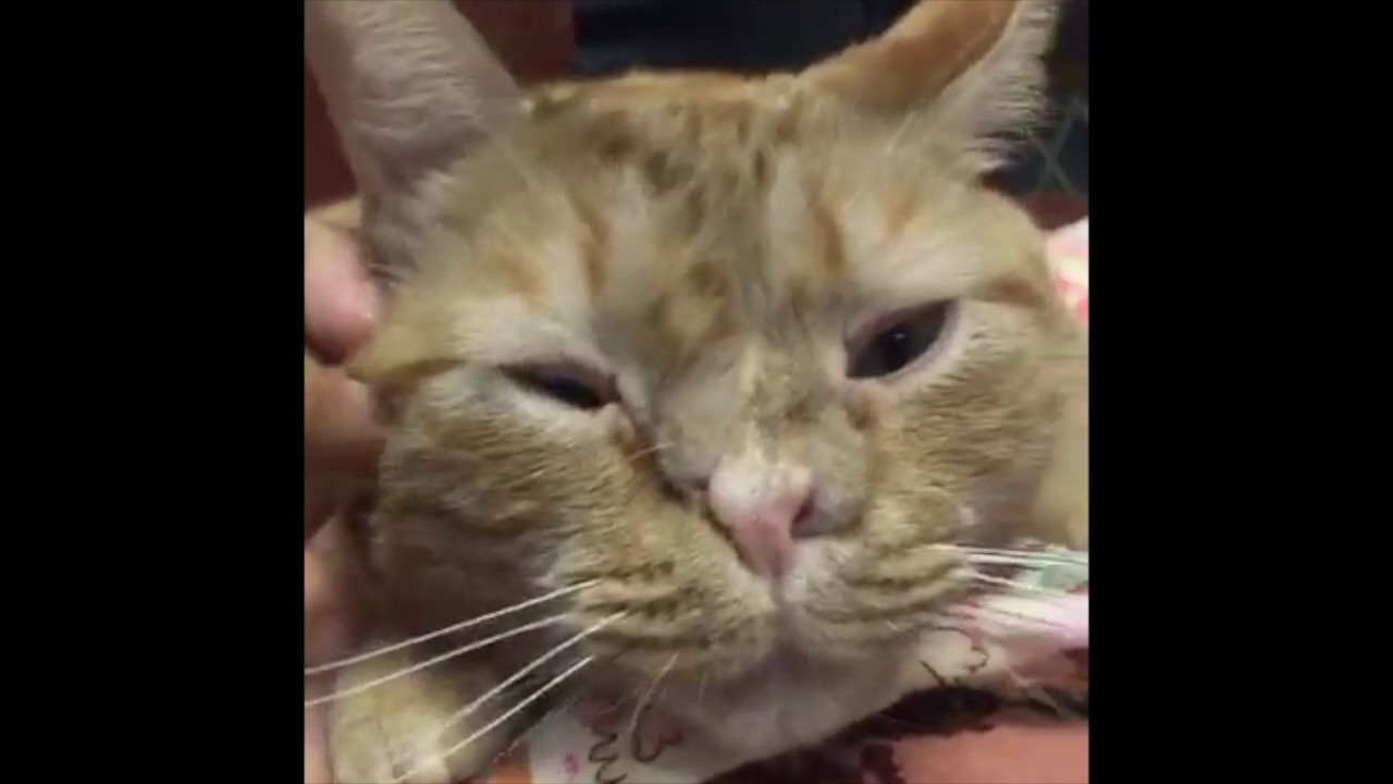cute cats for sale Gentle Bunny