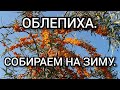 ОБЛЕПИХА. Собираем на зиму.