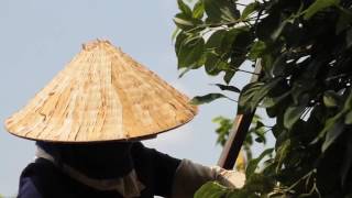 Vietnam   Black Pepper Harvest online video cutter com