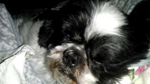 Snoring Shihtzu!!!