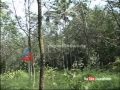 Rubber farmers turns other farming