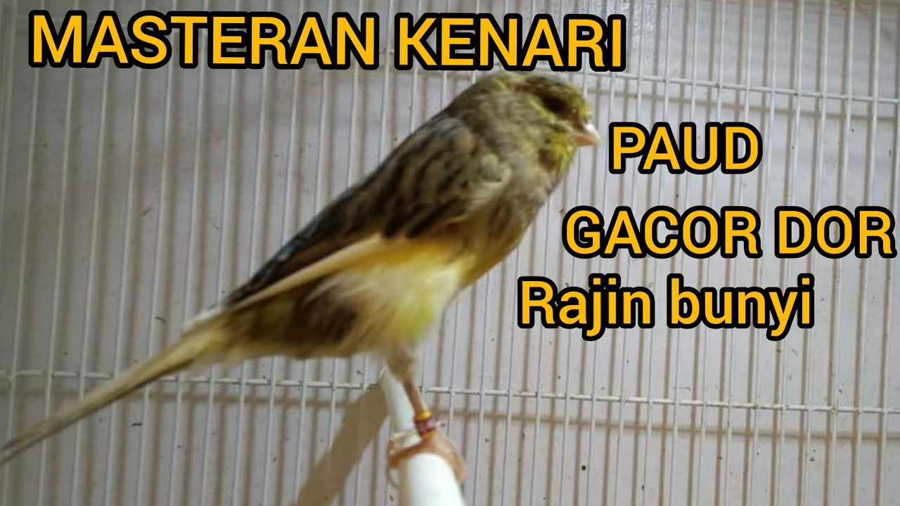 Kenali Ciri-Ciri Kenari Rajin Bunyi Tiap Pagi yang Menawan Kenali Ciri-Ciri Kenari Rajin Bunyi Tiap Pagi yang Menawan