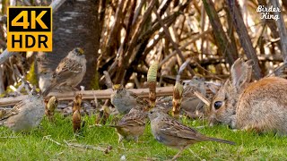 Cat TV for cats to watch 📺 Beautiful birds and bunny 🐰 Cute baby geese 🐣(4K HDR) screenshot 4