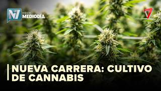 HISTÓRICO EN MENDOZA | Lanzan la primera tecnicatura de cultivo de cannabis del país