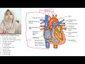 38+ Gambar Anatomi Fisiologi Jantung