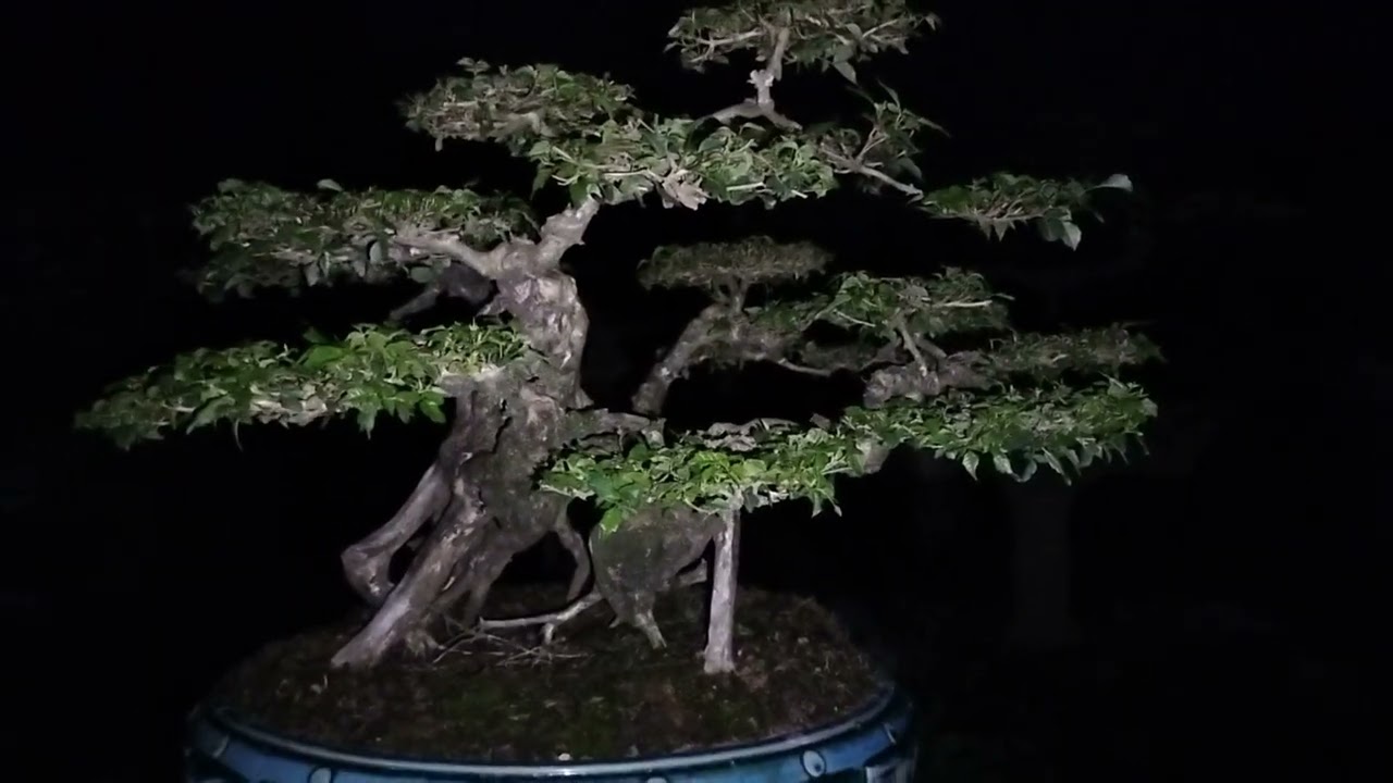 Chưa dám bỏ vườn làm thí nghiệm để chia sẻ với người xem thì đừng có chê.