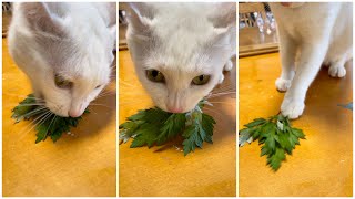 Is it good?  White cat eating Japanese mugwort