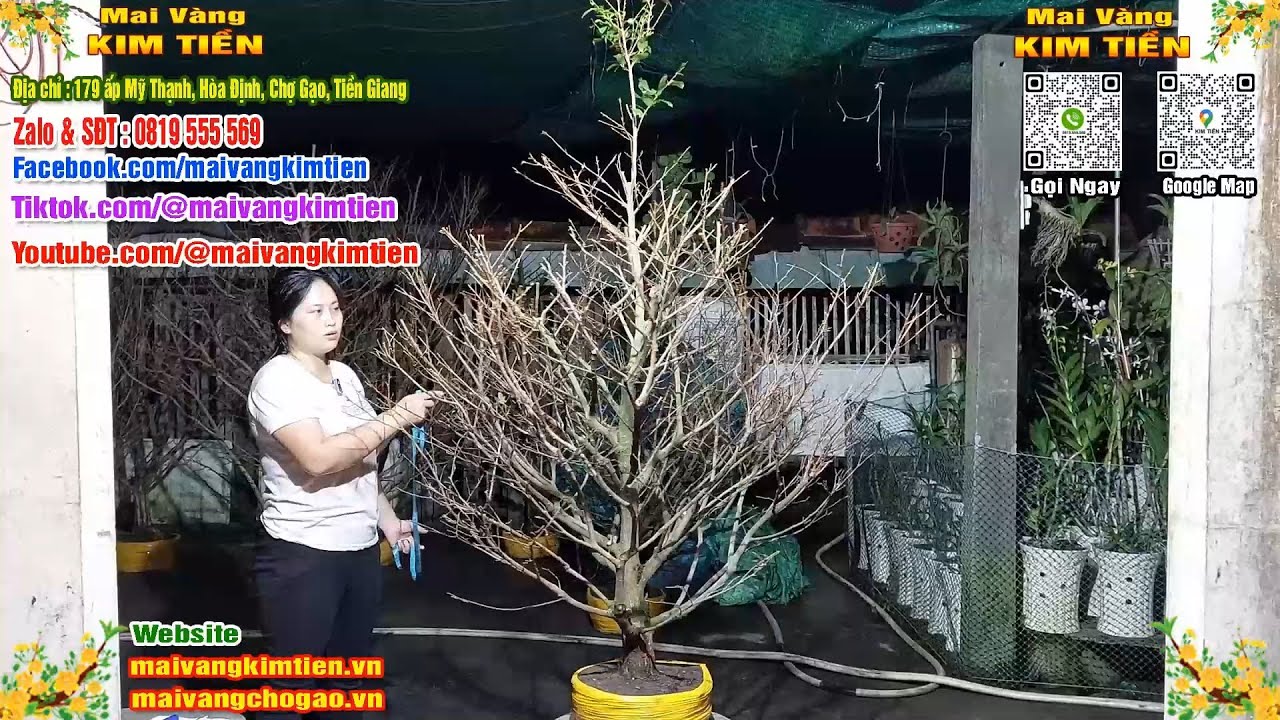 Cây Mai Giảo Thủ Đức Đẹp Tàng Tròn Mai Vàng Kim Tiền Chợ Gạo