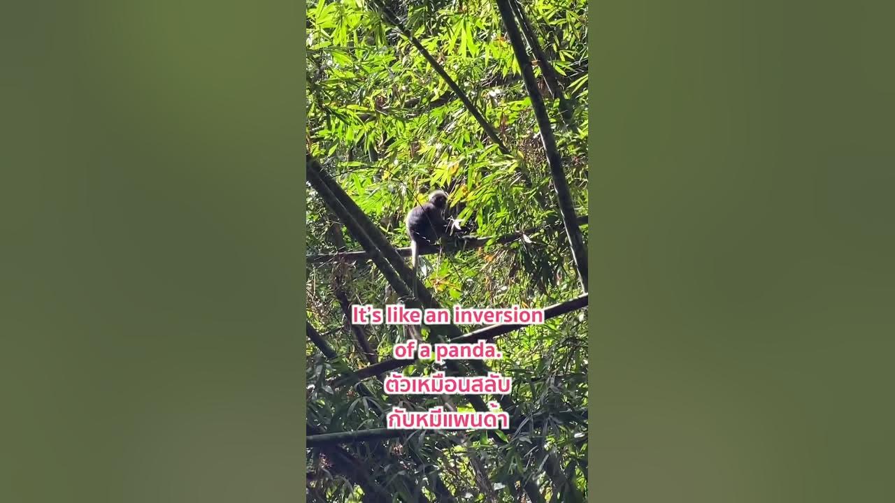 ลิงจักๆ แปลว่ารักจริงๆ ️🐵 - YouTube ลิงจักๆ แปลว่ารักจริงๆ ️🐵 - Youtube