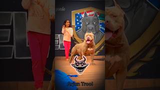 📈ALL DANGER PITBULL KING OF TRANSFORMATION💥☠️ #pitbull #dog #shorts #shortsfeed