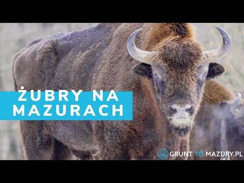 Karmienie żubrów na Mazurach❤️