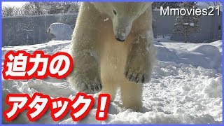 ホッキョクグマのアタック！ ロックオンされたらこうなる Polar Bear Snow Attack