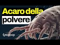 L’acaro della polvere al microscopio: perché causa l’allergia e come combatterla