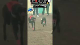 7/JAN/2024 FINAL RACE // FORD TRACTOR ? ਦਾ ਮੁਕਾਬਲਾ shortvideo shorts greyhounds dograce kennel