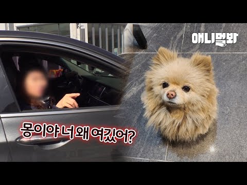 지나가던 여자가 몽이라고 부르자🙊ㅣA Passerby Calls a Stray <strong>Dog</strong> by a <strong>Name</strong> And..?!