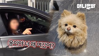 쿠키라 불리던 강아지.. 지나가던 여자가 몽이라고 부르자🙊ㅣA Passerby Calls a Stray Dog by a Name And..?!