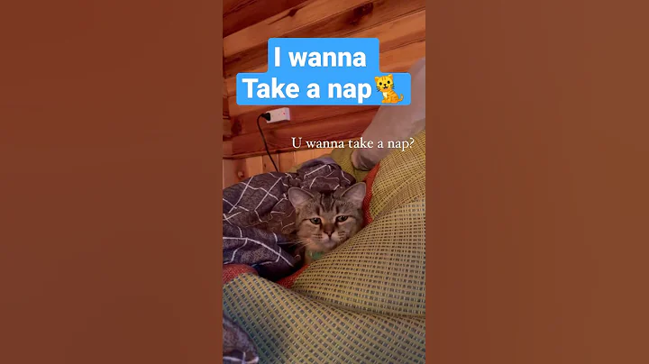 I wanna take a nap 💤🐈🐈 #shorts #cat #kucing