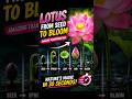 Lotus Life Cycle in 30 Seconds 🌸 | Seed to Flower Magic #Shorts #lotusflower
