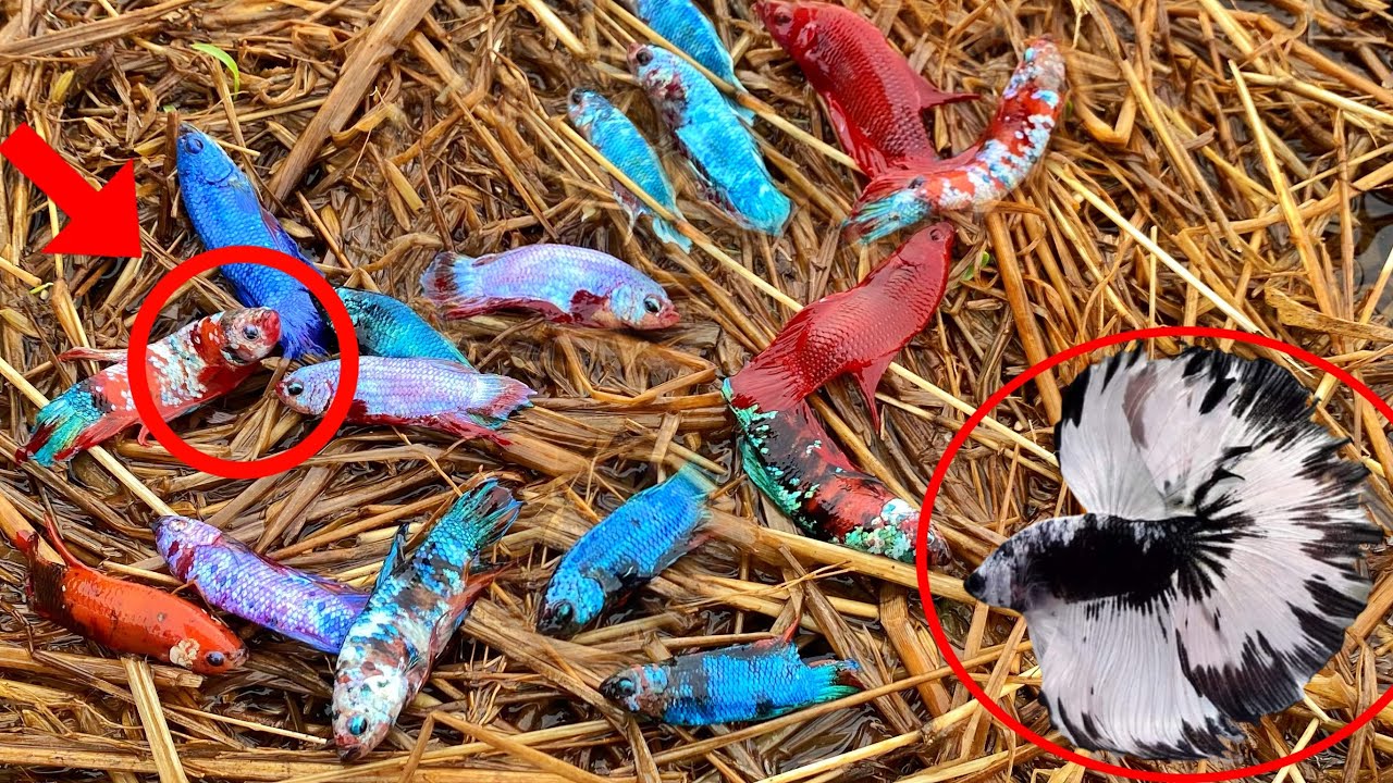 Men Skill Catching Betta Fish By Hand Catch Fishing Betta In Village Find A Lot Of Betta Fish