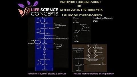 PART-4 METABOLISM | RAPOPORT LUEBERING SHUNT | GLYCOLYSIS IN ERYTHROCYTES | CSIR DEC 2020 MCQ TOPIC|