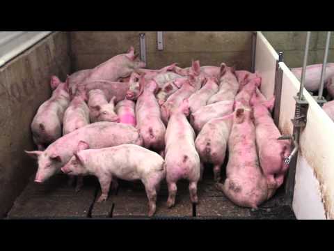 Smart Pig Handling - Part 1 of 2 - Basic Pig Behaviour