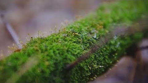 Moss On Tree Branch Stock Video