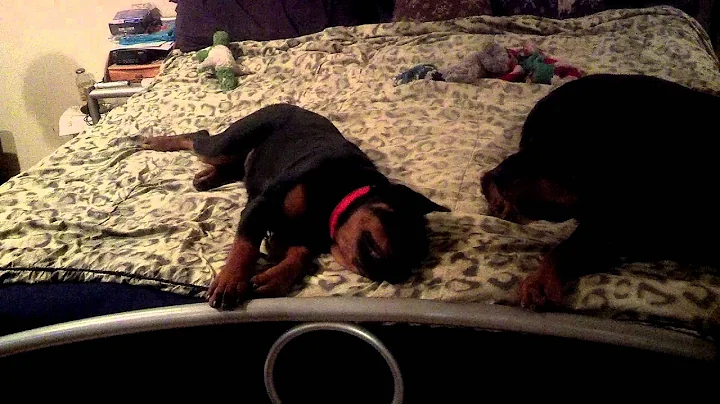 Bella and Gunner playing on the bed