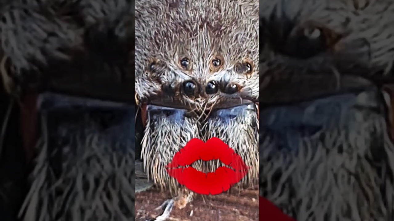Huntsman Spider Wants a KISS! 💋 