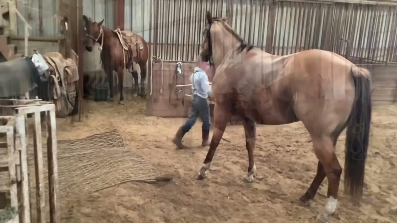 LOT 51 2023 PITZER RANCH FALL SALE pitzerranchvideos YouTube