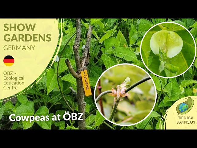 Cowpeas at ÖBZ (September 2023) - ÖBZ DE #11 | Global Bean Show Gardens