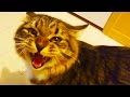 Talking Cats 2017 🙀 FUNNY CATS Talking and Singing [Funny Pets]
