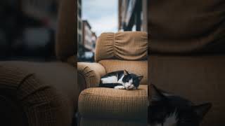 how many likes will this get             #foryou #fy #fyp #cat #sleep #soft screenshot 3