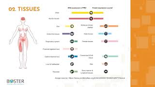 Learn Tau in 3 minutes | Microtubule-associated protein tau (MAPT)