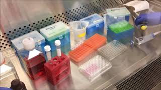 BIOE306 MTS Assay Demonstration