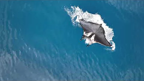 Oceanic Manta Ray Double Breach in NZ