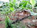 Agroderbioc plantation de pif et poivre de malung