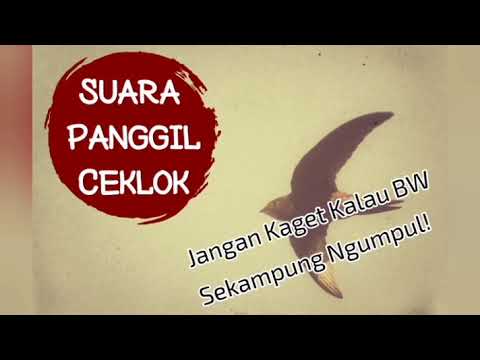 SUARA PANGGIL WALET FULL JERNIH